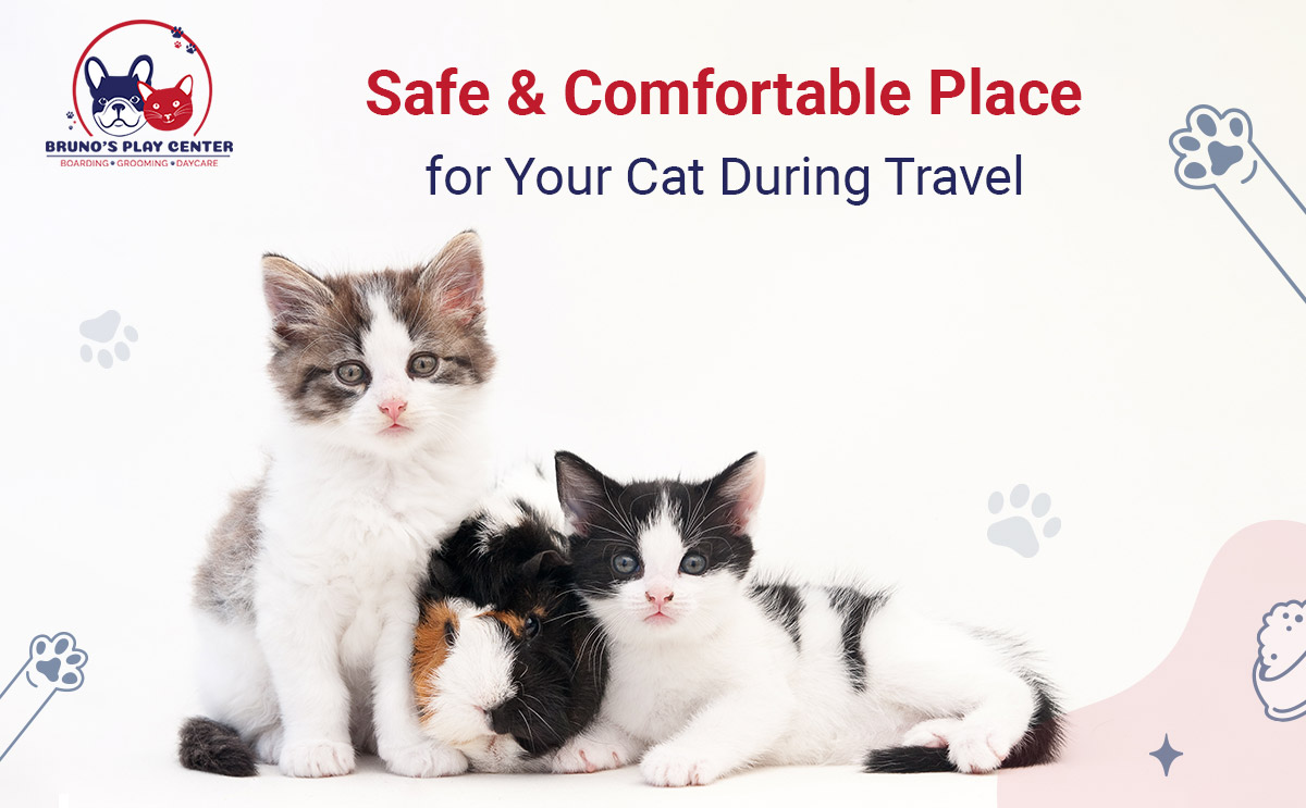 safe-and-comfortable-place-for-your-cat-during-travel