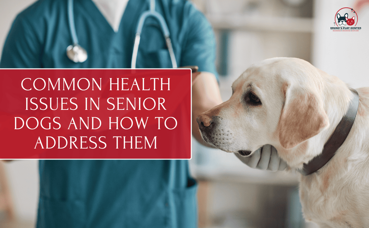 Common Health Issues in Senior Dogs and How to Address Them