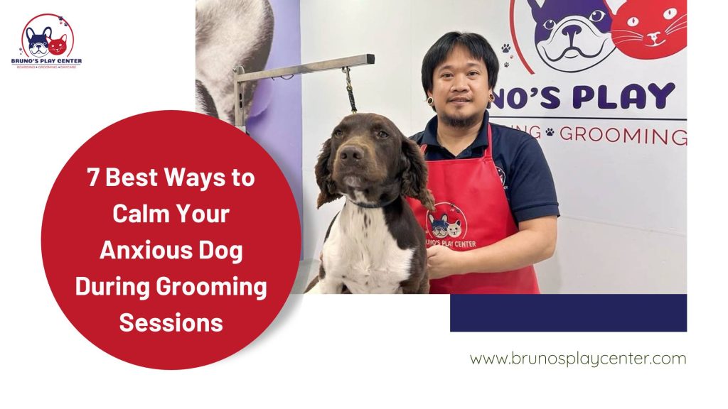 7 Best Ways to Calm Your Anxious Dog During Grooming Sessions