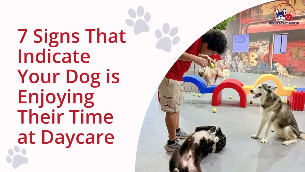 7 Signs That Indicate Your Dog is Enjoying Their Time at Daycare