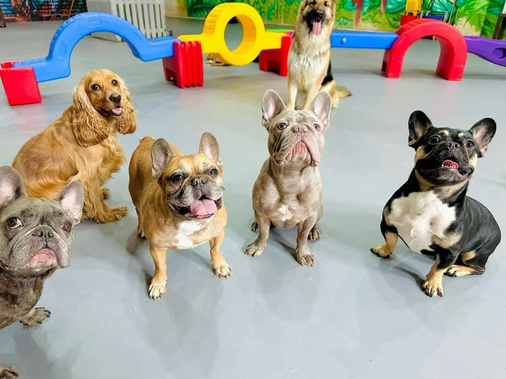 Dogs at boarding facility