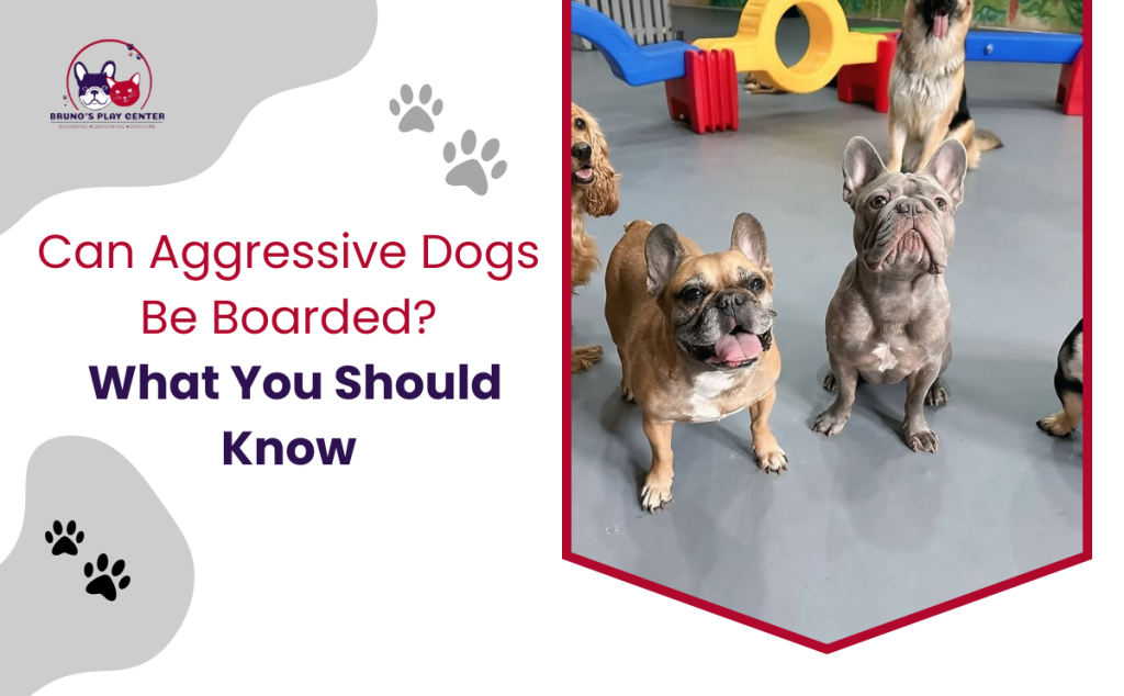 Can Aggressive Dogs Be Boarded? What You Should Know