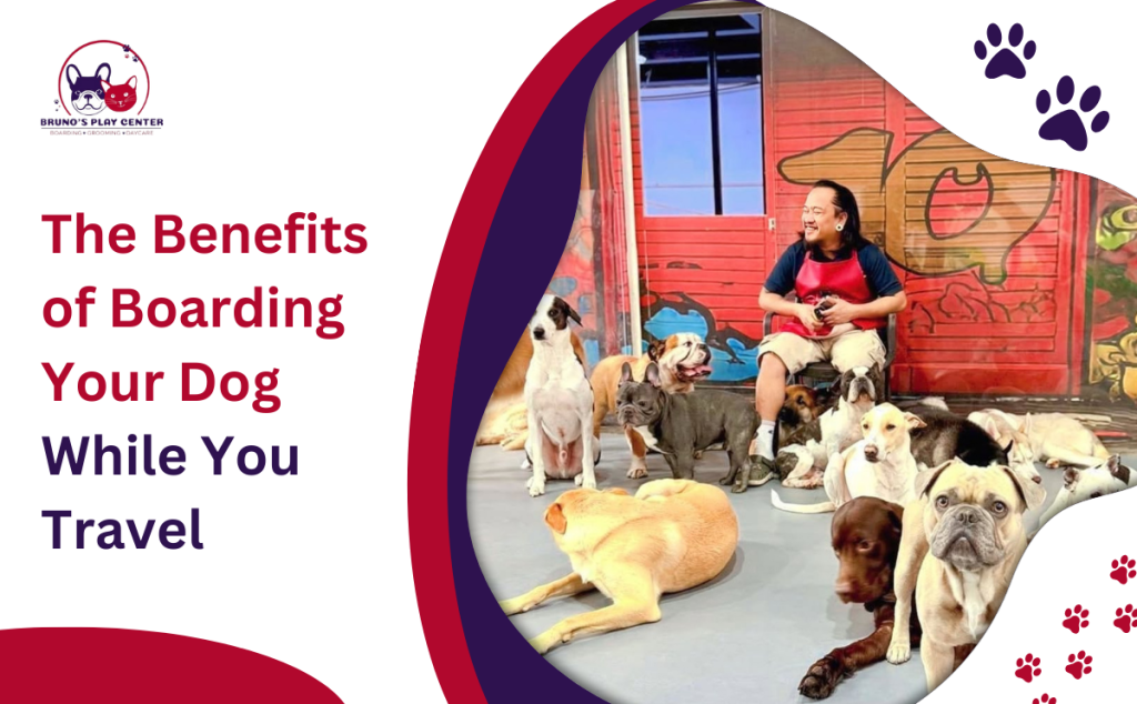 The-Benefits-of-Boarding-Your-Dog-While-You-Travel