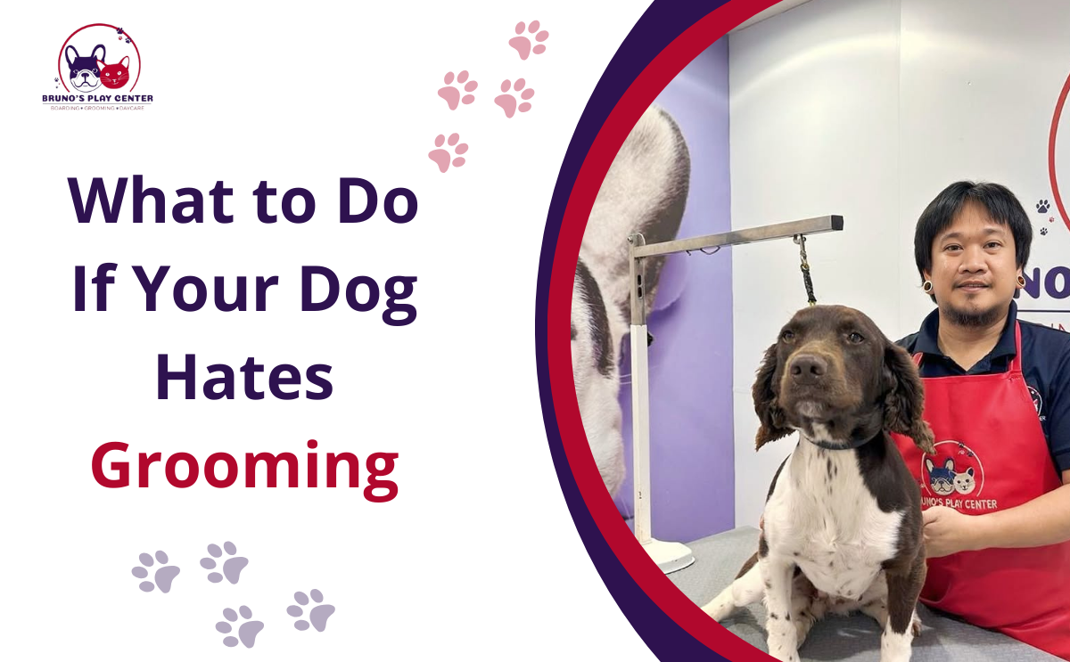 What to do if dog hates grooming