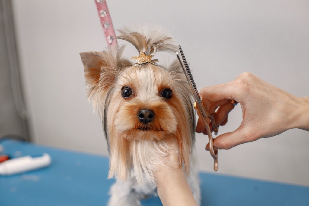 cutting dog hairs