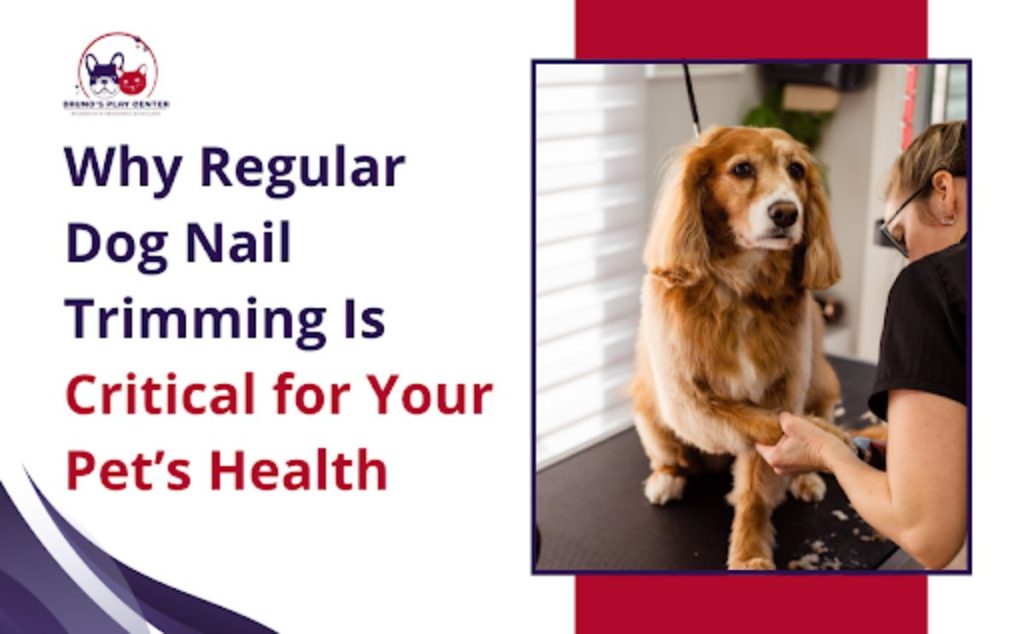why regular dog nail trimming is critical for your pet's heaalth