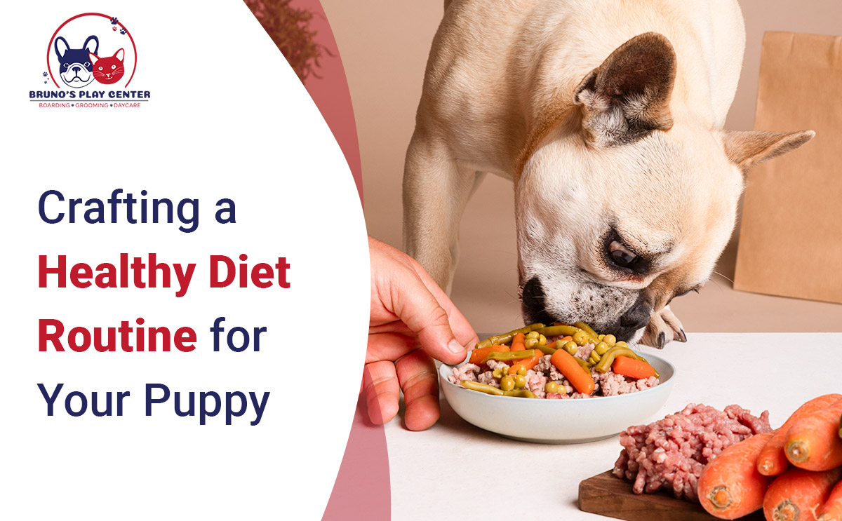 Balanced Diet Plan for Your Puppy