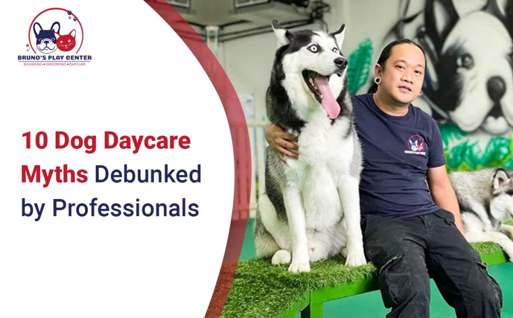 Dog Daycare Myths