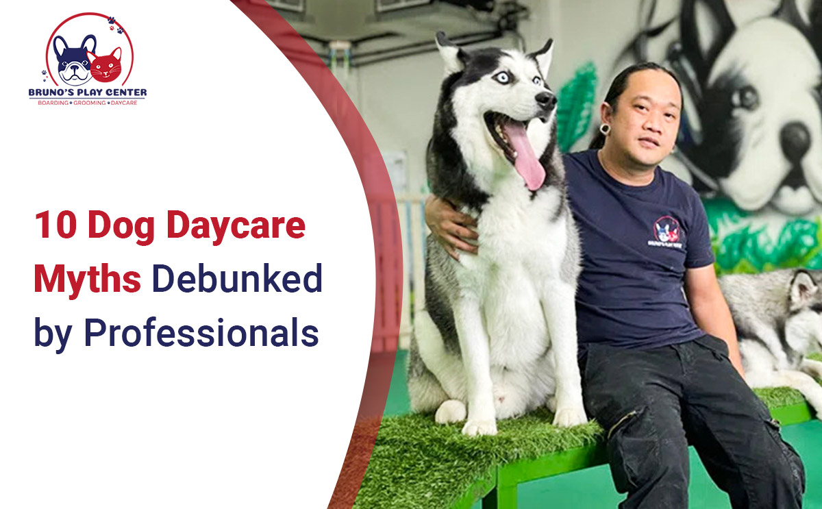 Dog Daycare Myths