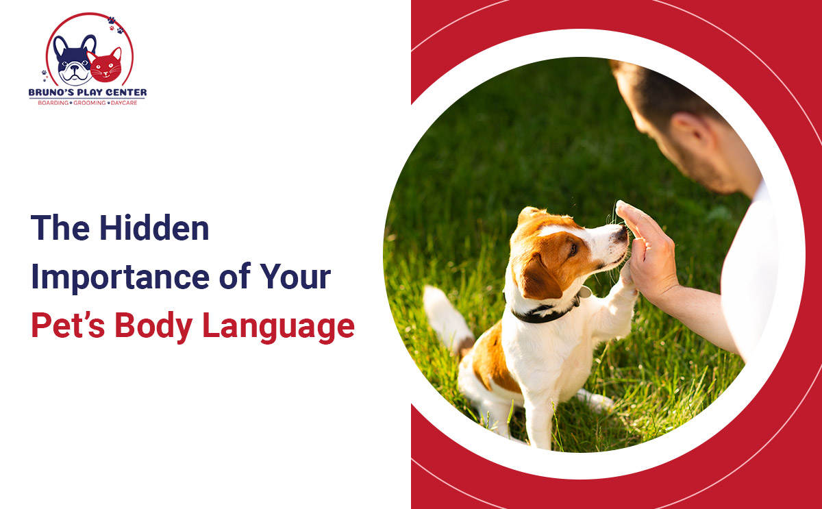 Pet's Body Language Matters
