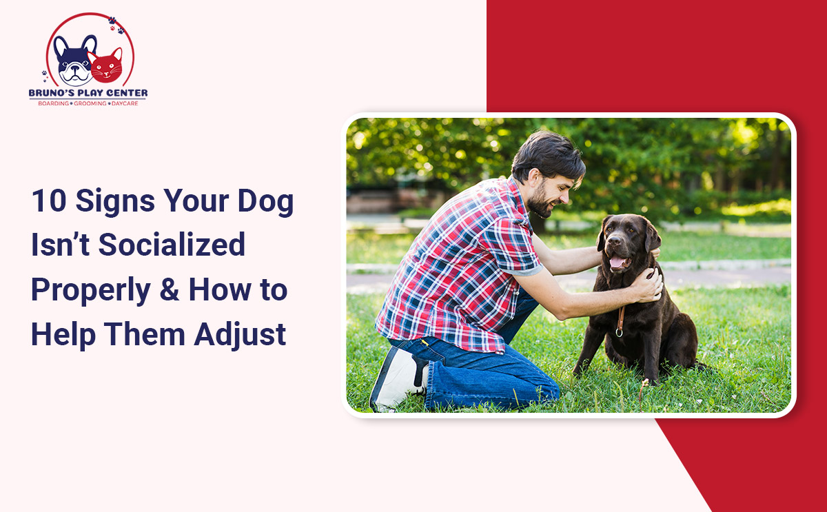 Signs Your Dog Lacks Proper Socialization