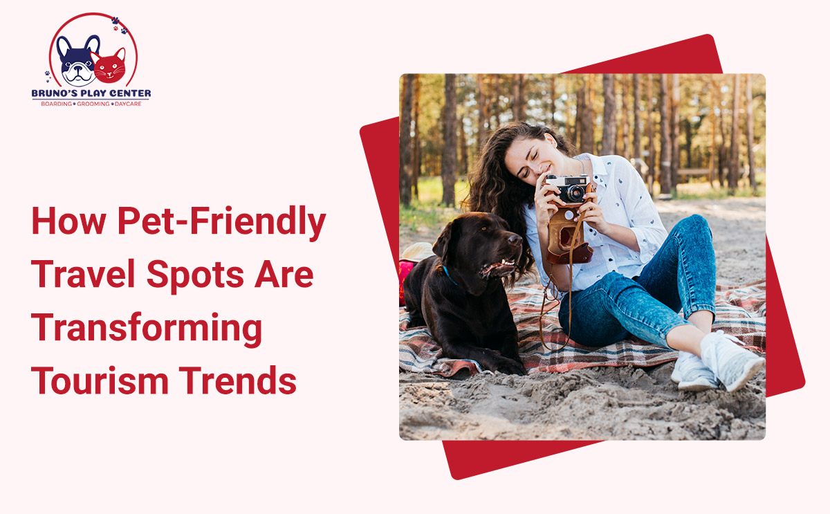 Pet-Friendly Destinations