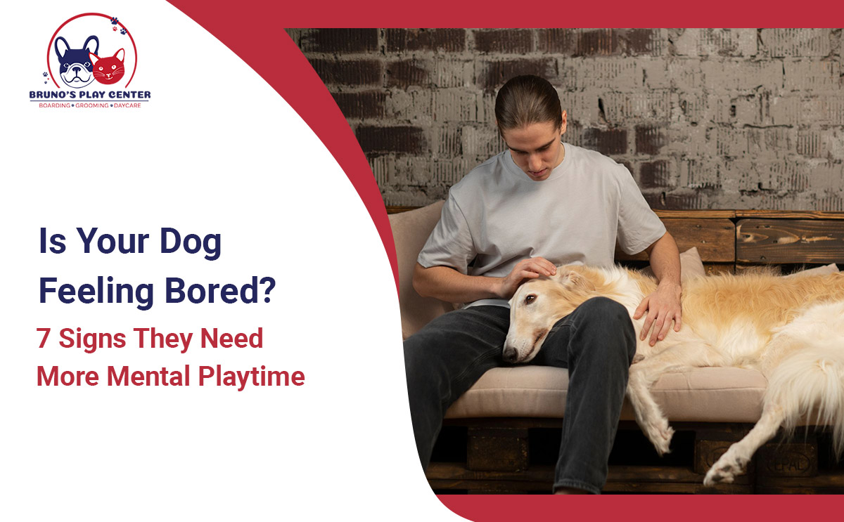 Signs Your Dog Is Not Getting Enough Mental Stimulation