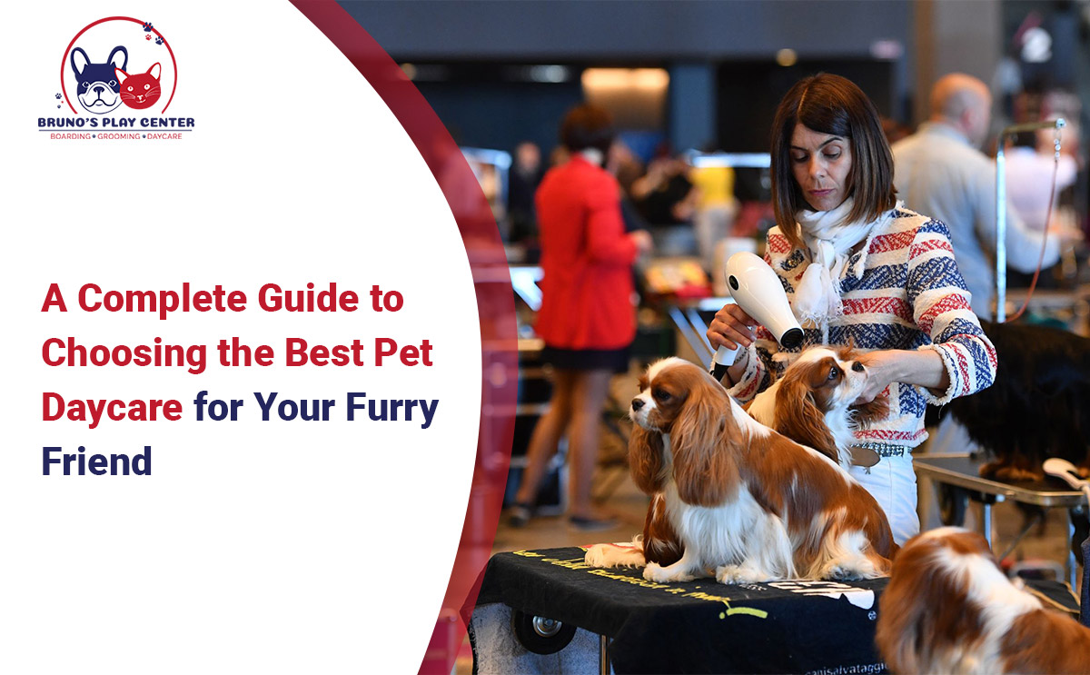 Choose the Right Pet Daycare for Your Furry Friend