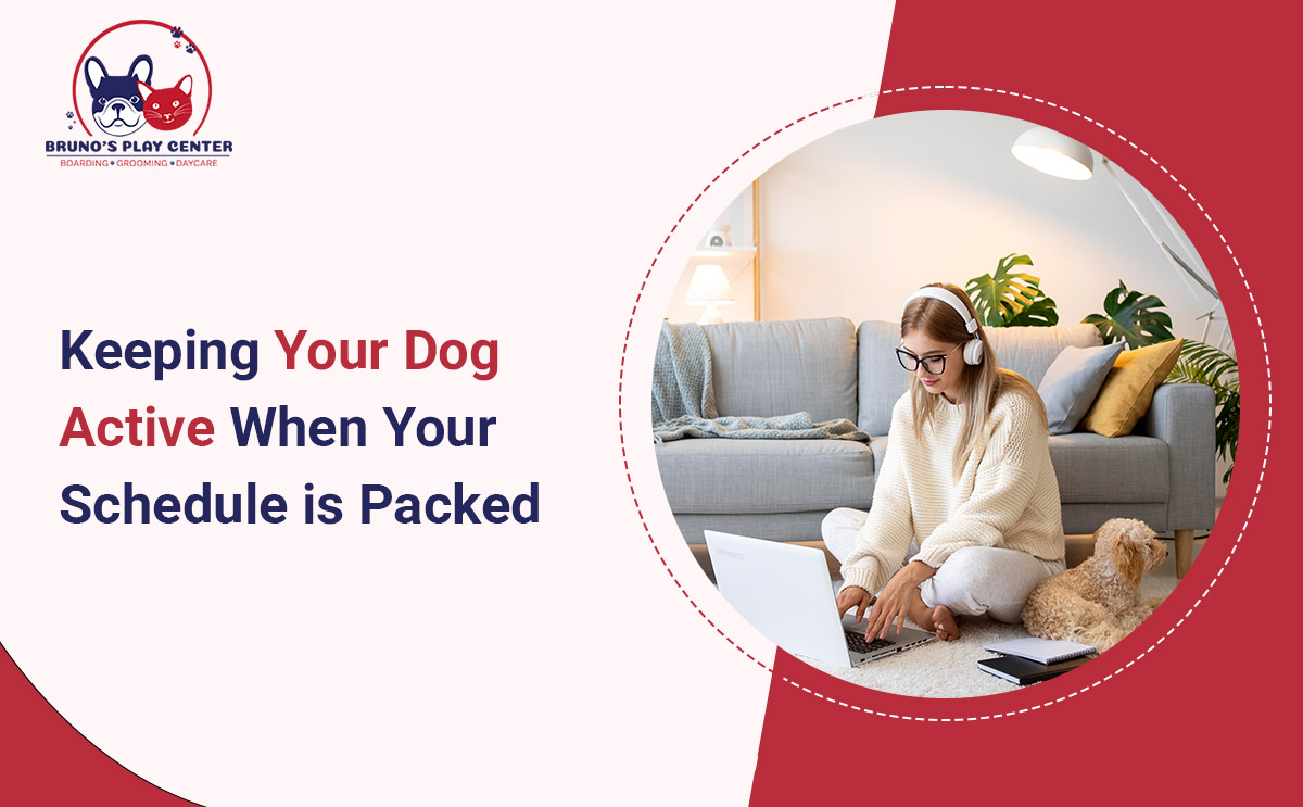 Keep Your Dog Active