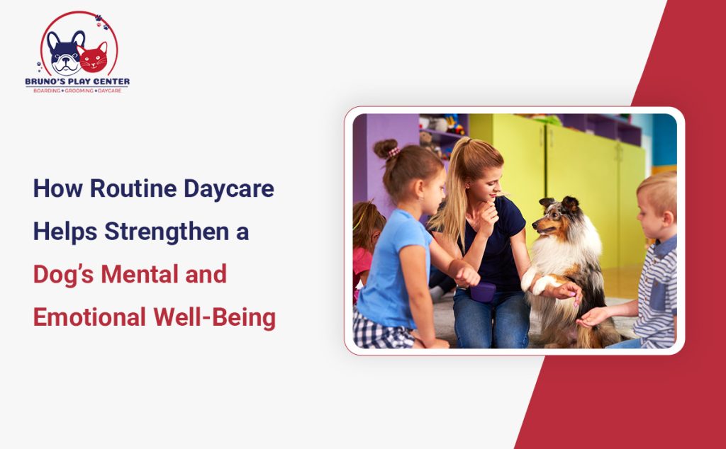 Regular Doggy Daycare