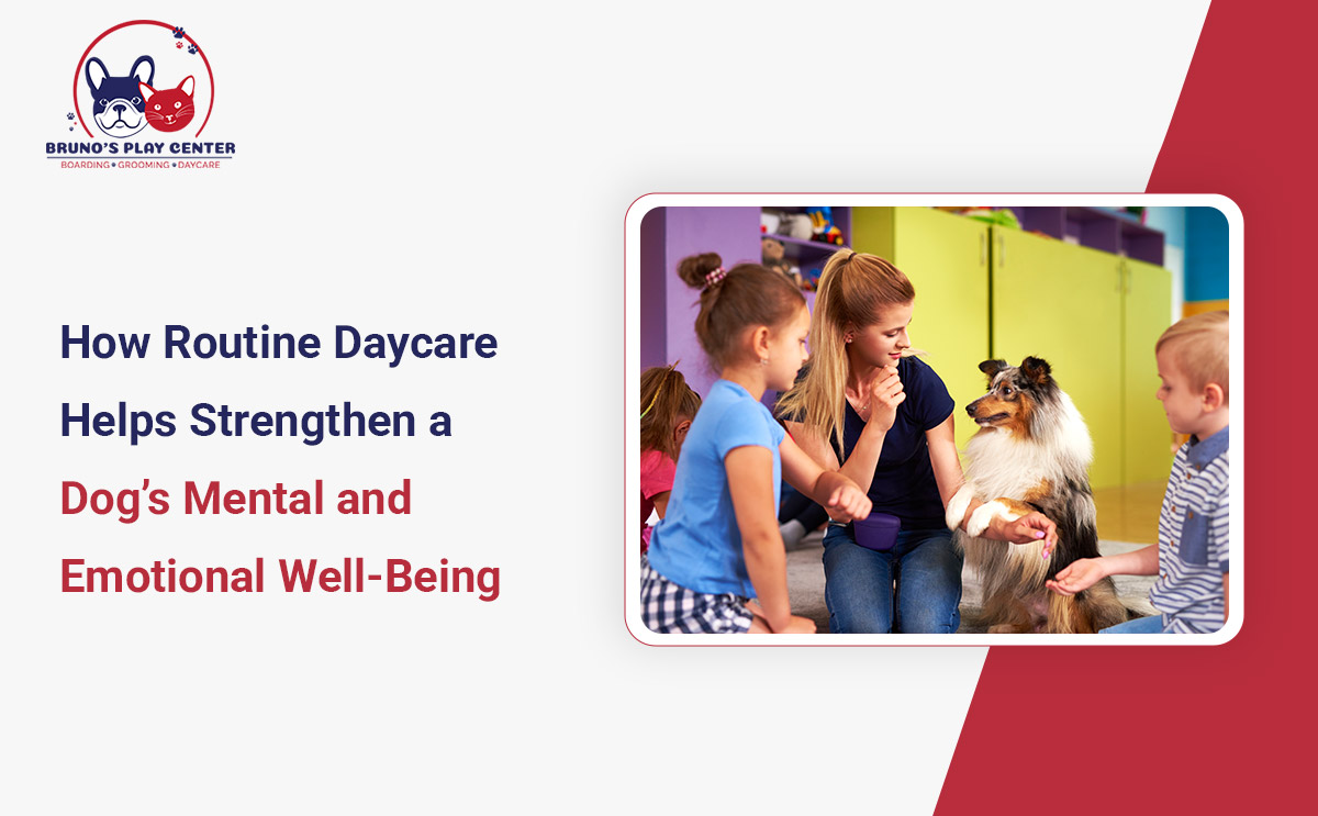 Regular Doggy Daycare