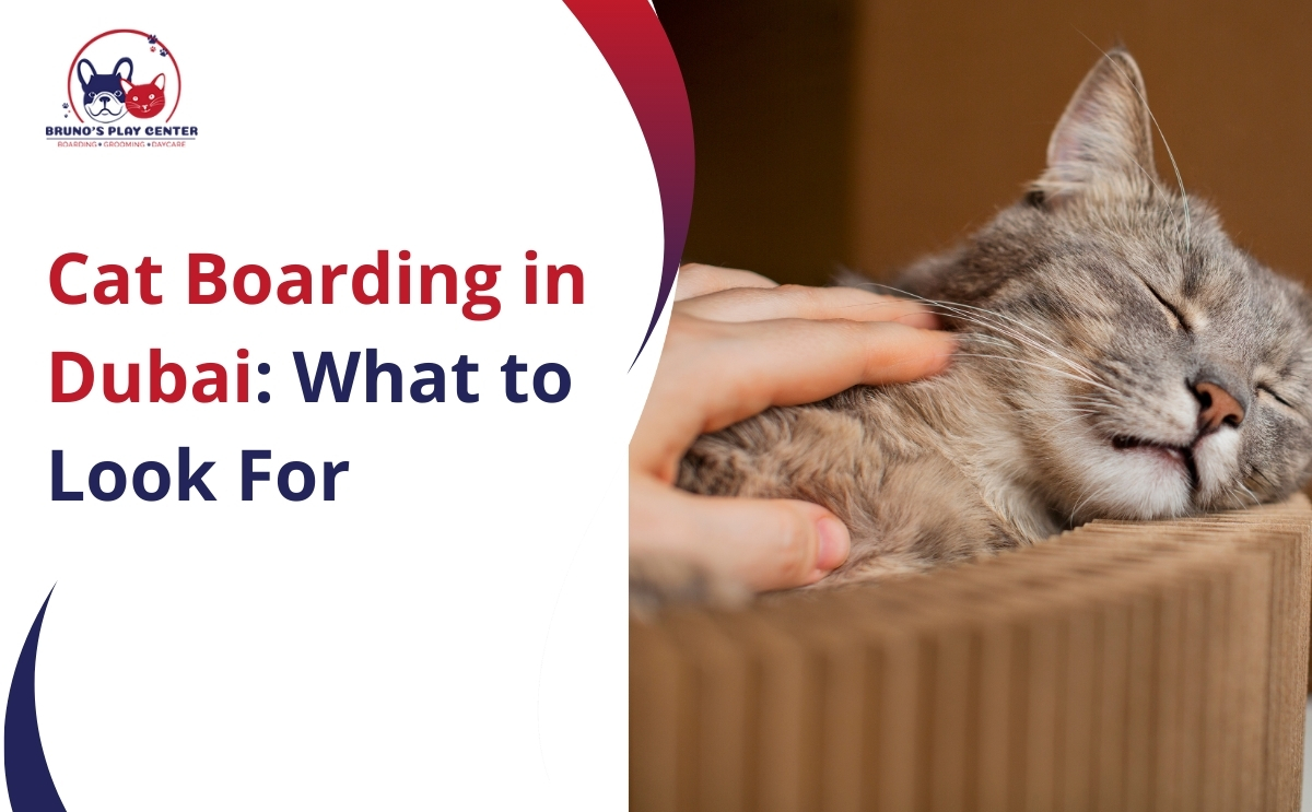 Cat boarding